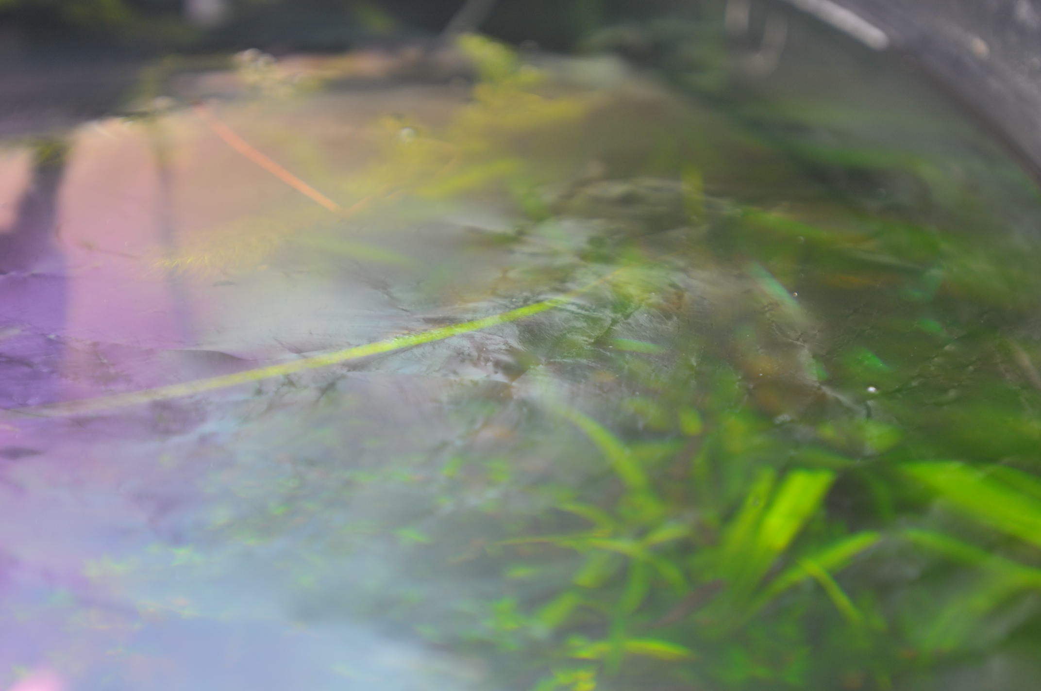 Пленка на поверхности воды в аквариуме